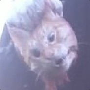 Кот который жил