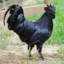 black cock