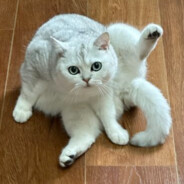 红茶是精神安定剂