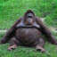 obese orangutan