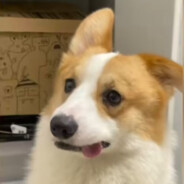 青春四姐小羊不会梦见