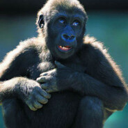 满山猴子我腚最红