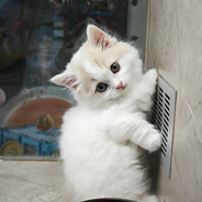 满族最強伝說と絕兇の猛虎!昊京纯一郎で