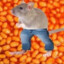 Bean Rat