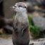 Der_Otter