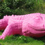 Pink Crocodile