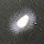 Mold producer