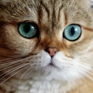 老默我想吃鱼了