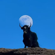 春天的一匹狼