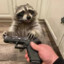 RebelliousRaccoon