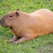 Capivara SKINS