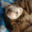 Ozzie the Ferret