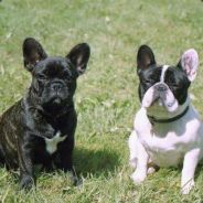 nigeria pro gamer(L)