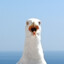 Seagul_34