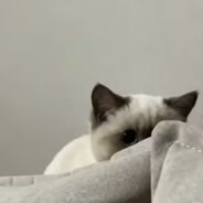 先唐后宋原神启动