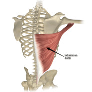 Latissimus Dorsi