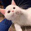 白给猫猫