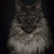 常听影子提起你L