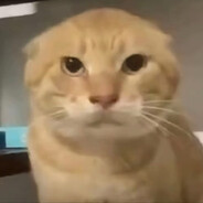 乖巧懂事小猫咪