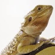 lizardlover23321 3213