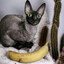 МИЛИ КОТЕНОК's avatar