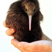Kiwi