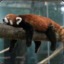 Red_Panda_Man