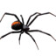 redback173