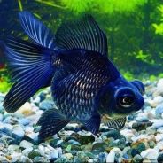 Aring一条大蓝金鱼