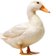 KaczkaNaKoksie🦆🔥