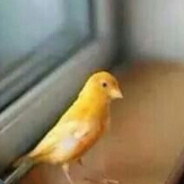 pijuka's avatar