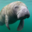 manatee