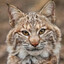 Bobcat
