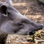 Tapir Enojado