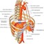 Arteria Periocardiofrenica