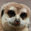 MeerKat