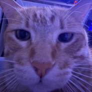 Ratagalactica avatar