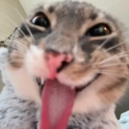 кот смешной