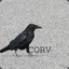 Corvus Crane