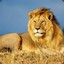 LION HEART