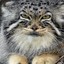 dissapointed Pallas Cat