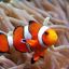 CLOWNFISH