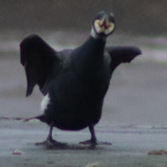 Cormorant's Avatar
