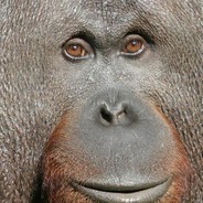 wildlife documentary reporter