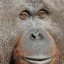 wildlife documentary reporter