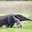 giant anteater