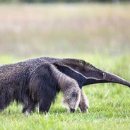 giant anteater