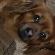 2retsoT Ⓐ skins.army