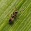 neurotic worker ant