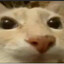 ñ